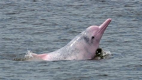 Extremely Rare Albino Dolphin Spotted In Tampa Bay Waters Watch Ibtimes