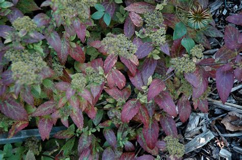 Proven winners® colorchoice® flowering shrubs hardiness zone: Double Play Artisan Spirea (Spiraea japonica 'Galen') in ...