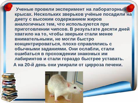 Лабораторную Крысу Содержали На Строгой Белковой Диете — Похудение Картинка - Лабораторную Крысу Содержали На Строгой Белковой Диете — Похудение