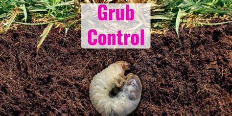 When To Put Down Grub Control Gfl Outdoors