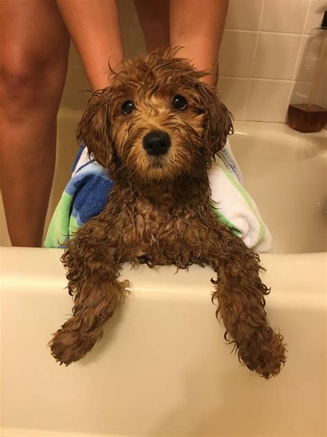 The brown coloring in goldendoodles typically comes from the dominant genes of the poodle. 10 week old mini golden doodle getting his first bath at ...