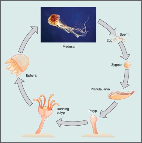 Phylum Cnidaria Biology For Majors Ii