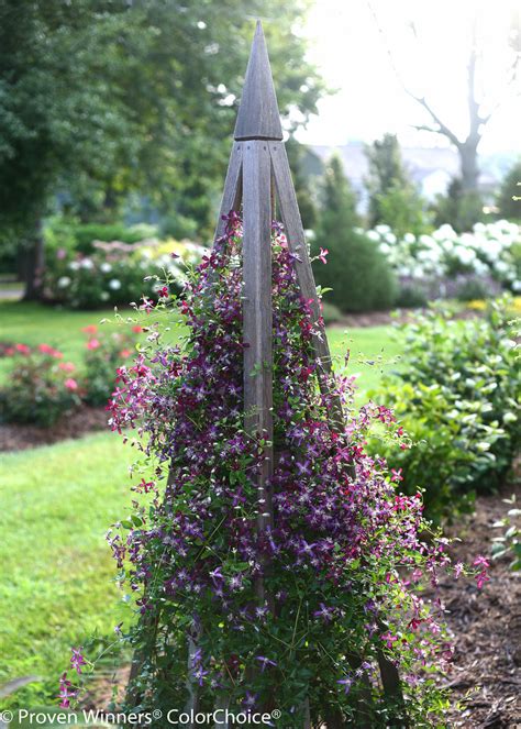 Check spelling or type a new query. 'Sweet Summer Love' - Clematis x Images | Proven Winners