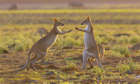 Amazing Wild Encounters In Australias Northern Territory Wanderlust