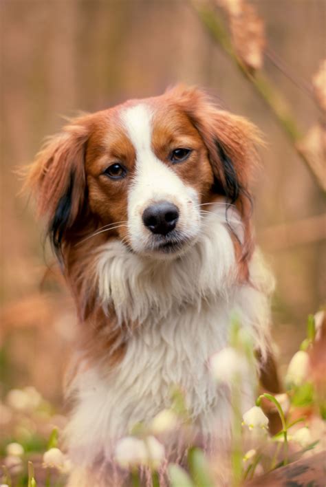 — thinking about getting a dog? Kooikerhondje baby - 15 free HQ online Puzzle Games on ...