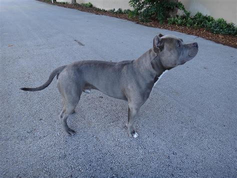 American Pitbull Terrier Blue Nose What Is So Special Dog Breed
