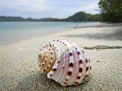 Unusual Seashells On The White Sand On The Coast Of The Sea The Color