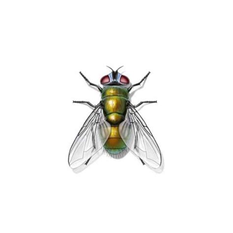 Offers quality termite and pest control in albuquerque nm, santa fe, bernalillo, rio rancho and surrounding communities. Fruit Fly Identification | Information & Control | New ...