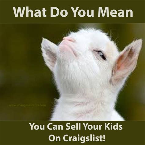This Funny Baby Goat Quote Is So Funny Funny Goat Memes