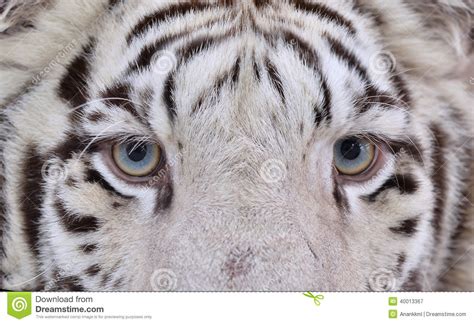 White Bengal Tiger Eyes Stock Photo Image 40013367