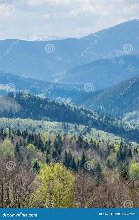 Spring Landscape Of Carpathian Mountains Stock Photo Image Of Spruce