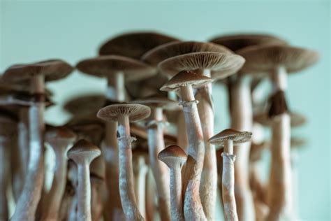 Connecticut Considers Decriminalizing Psychedelic Mushrooms Ct News