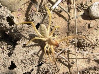 A camel spider screams while running after and attacking humans, or so the story goes but here are the facts. Afghanistan Wildlife Homepage