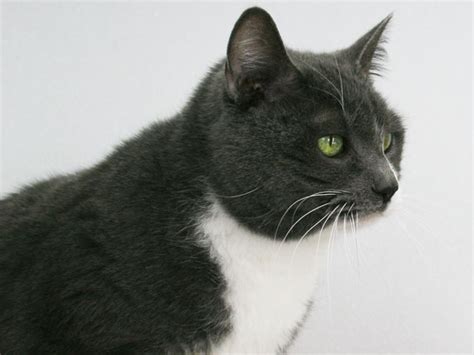 Jasmine Domestic Shorthaired Grey And White Tuxedo Cat
