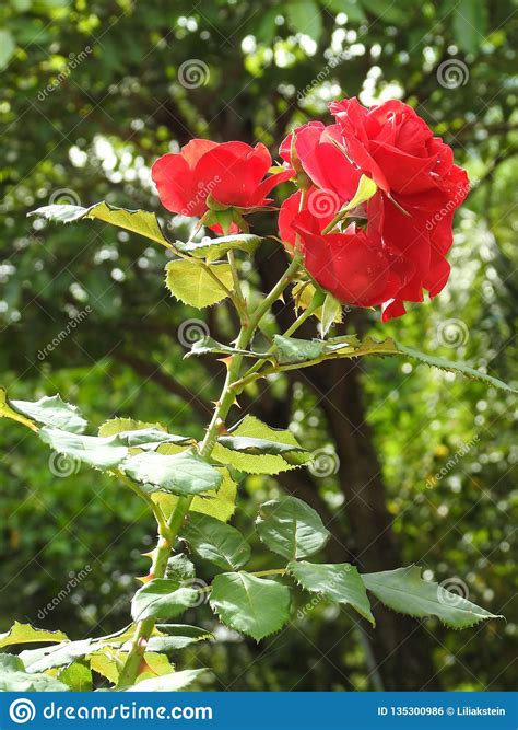 Beautiful Red Roses Blooming In The Garden On A Sunny Day Stock Photo