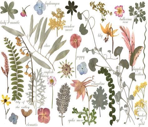 My Petal Press Garden Blog: Botanical Sketchbook art on fabric