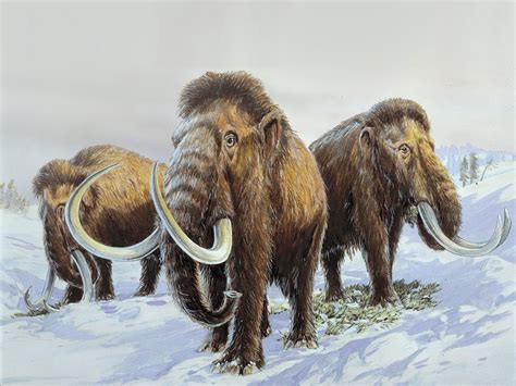 Mammoths Sabre Tooth Tigers And Other Megafauna Went Extinct Because