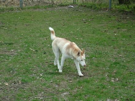 Hundefreundliches hotel, hundeaccessoires und hundebedarf in schmallenberg. Haus zum Husky - Sib.Husky Zucht - Rudel Vorstellung