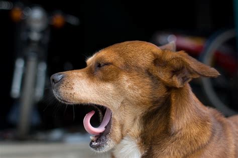 Is Yawning A Sign Of Stress In Dogs