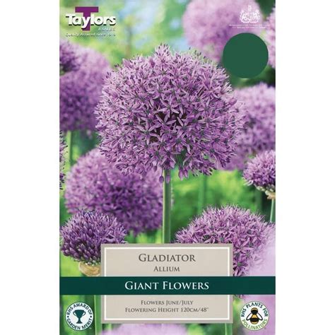 Allium Gladiator Bulbs Tates