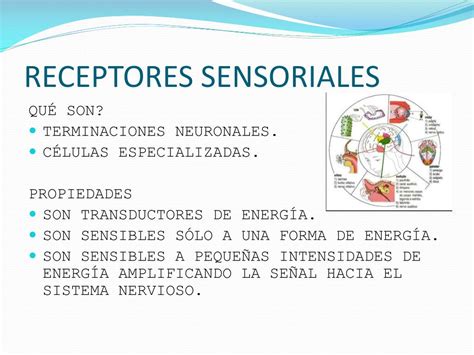 Ppt Funciones Sensoriales Del Sn Y Receptores Powerpoint Presentation