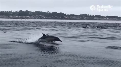 Superpod Of Dolphins Spotted Off The Central Coast Video Cal Coast