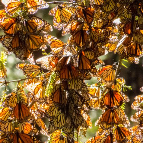 The Great Monarch Butterfly Migration