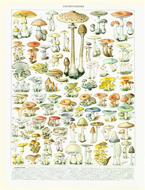 Florida Mushroom Identification Chart
