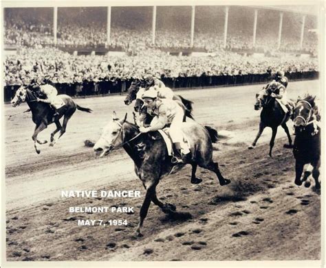 Native Dancer 1954 Belmont Stakes Thoroughbred Horse Racing Sport Of