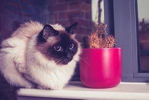 Cat shedding in these circumstances as a reaction to light refers to those cats that spend a lot of time outdoors or cats in the wild. Do Birman Cats Shed - Cleaning Tips For Your Cat | FAQcats.com