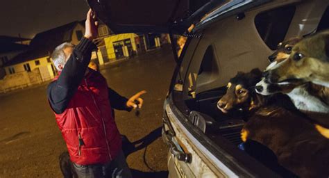 Volunteers Smuggle Dogs From Sochi Politico