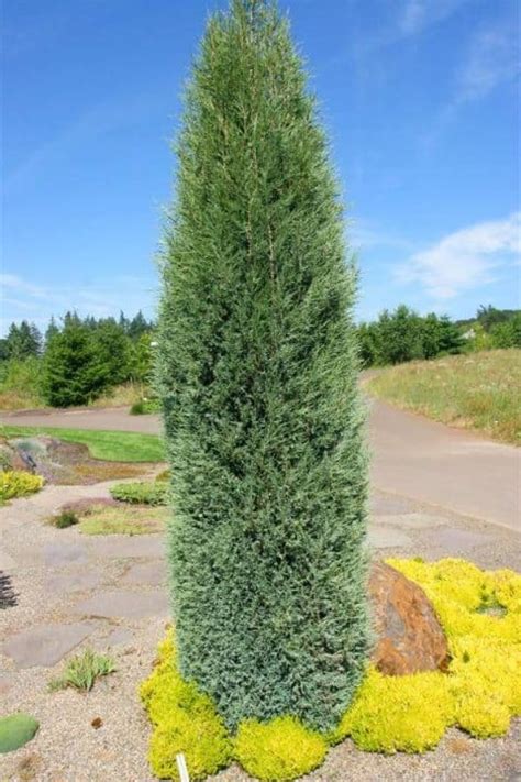 Narrow Evergreen Trees For Year Round Privacy In Small Yards Pretty