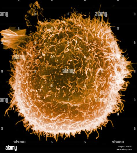 Scanning Electron Microscope Image Of A Human Macrophage Stock Photo