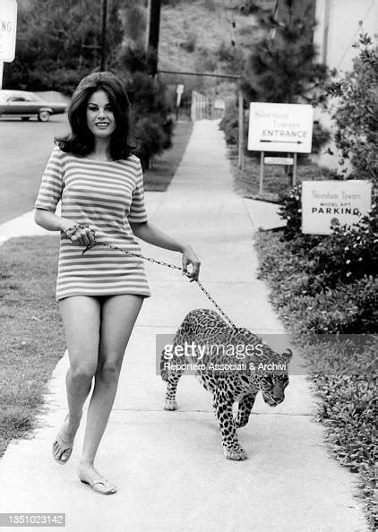 American Actress Lana Wood Keeping A Leopard On A Lead Usa 1966 News