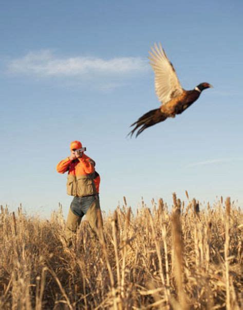 Related Image With Images Upland Bird Hunting Pheasant Hunting