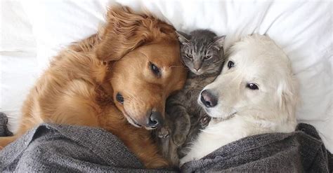 Adorable Dog Duo Always Gladly Welcomes Cat Best Friend Into Their