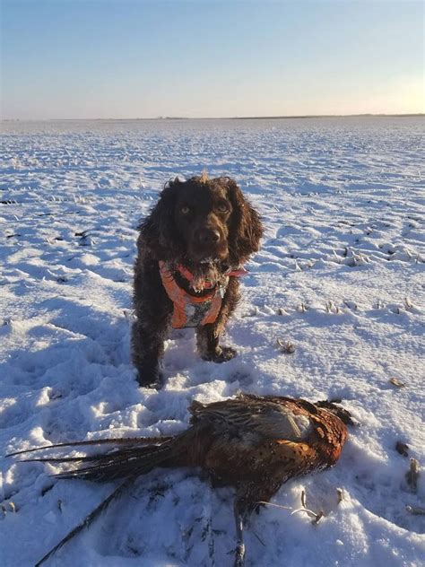 Check spelling or type a new query. Aurora Pheasant Hunts - Game Farm and Guide Service ...