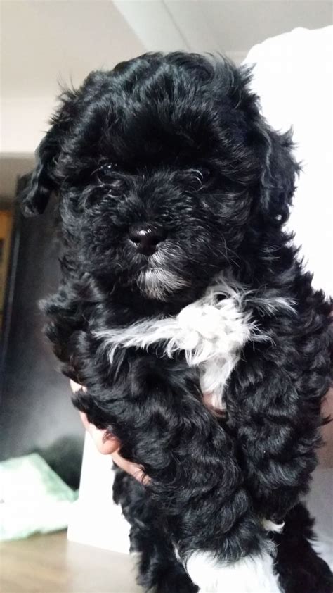 I just came across it on google. Beautiful Black and White Maltipoo puppy | Spalding, Lincolnshire | Pets4Homes