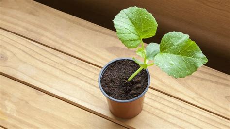 Easy Fruits That You Can Grow In Pots Fantastic Gardeners Australia