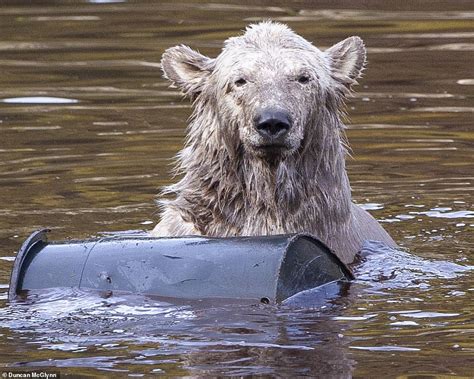 Ten Month Old Polar Bear Cub Hamish Enjoys A Playful Dip News Need News