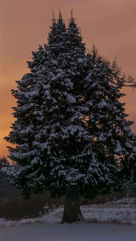 Evening Snow Spruce 4k Hd Winter Wallpapers Hd Wallpapers Id 53577