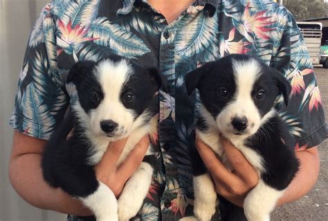 Maybe you would like to learn more about one of these? Border Collie Pups-Oregon