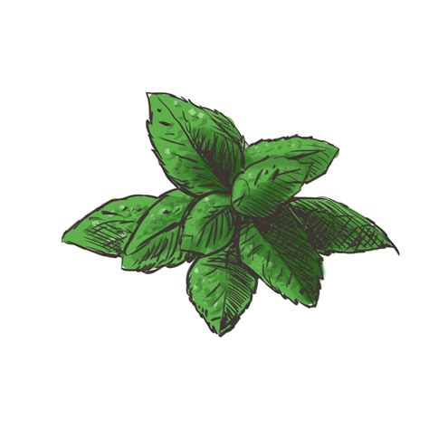 mint png hd png all png all