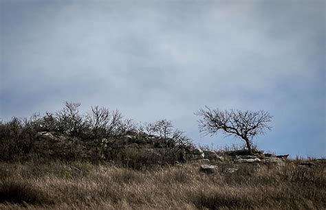 Lonely Tree Photograph By Jackie Eatinger Fine Art America
