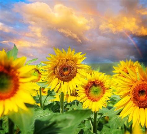 Beautiful Sunflowers Field With A Rainbow At Sunset Stock Photo Image
