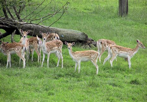Free Images Nature Forest Grass Animal Wildlife Herd Park