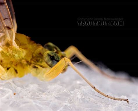 female leucrocuta hebe little yellow quill mayfly dun pictures