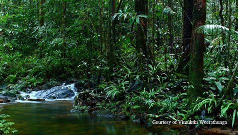 Tourist Directory Sinharaja Forest Reserve