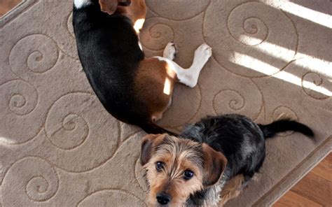Maybe you would like to learn more about one of these? Protecting Your Hardwood Floors from Dog Paws | Burlington