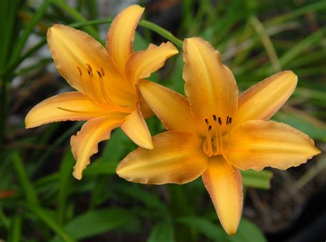 The Flowers Fade ~ Daylilies on Display | Heavenly Raindrops
